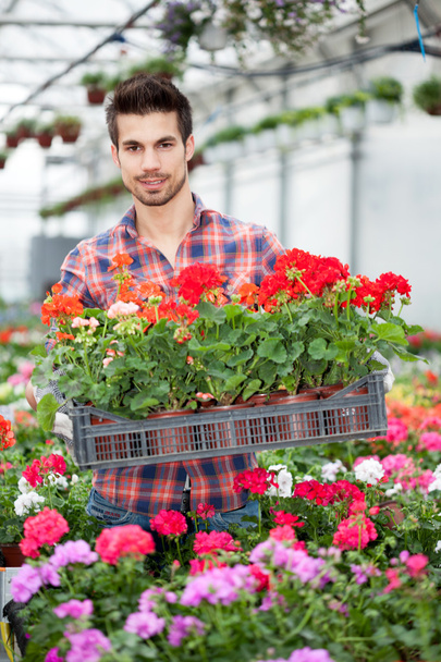  young florist man working with flowers at a greenhouse - 写真・画像