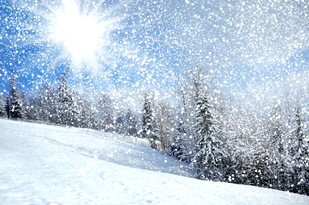 hermoso paisaje de invierno con árboles cubiertos de nieve - Foto, imagen