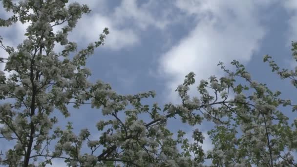 Blüten des Apfels - Filmmaterial, Video