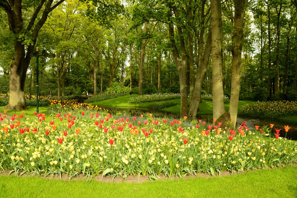 квітковий парк Кекенхоф
 - Фото, зображення