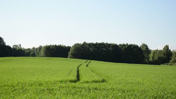 Медленно на ветру раскачивает зерновые тракторные следы урожая
 - Кадры, видео