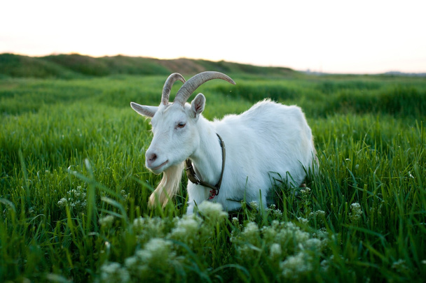 goat with horns - Fotó, kép