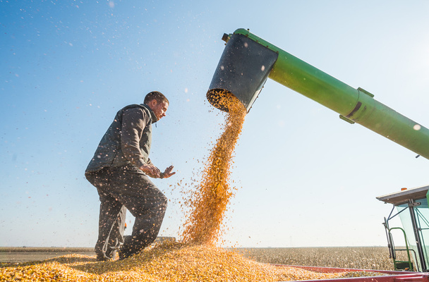 Corn harvest  - Foto, Bild
