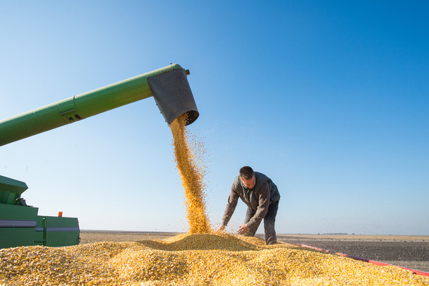 Corn harvest - Foto, Bild