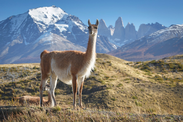 国立公園トーレスデル ペイン、パタゴニア、チリのグアナコ - 写真・画像