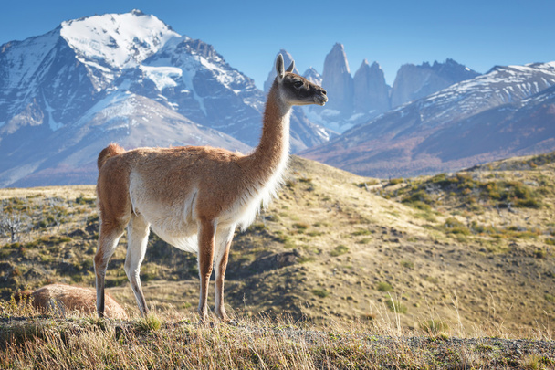 Guanaco in National Park Torres del Paine, Patagonia, Chile - Photo, Image
