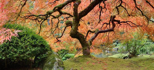 Antiguo árbol de arce japonés en otoño Panorama
 - Foto, Imagen