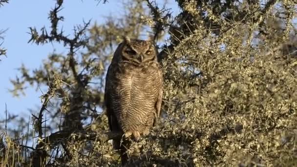 Grey owl portrait - Felvétel, videó