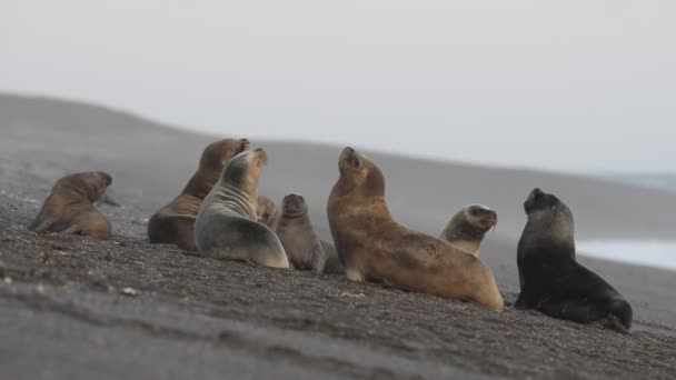 foka lwa morskiego na plaży - Materiał filmowy, wideo
