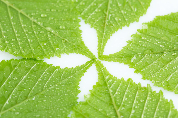 Beautiful green leaves with water drops - Φωτογραφία, εικόνα