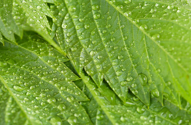 Beautiful green leaves with water drops - Foto, Imagem