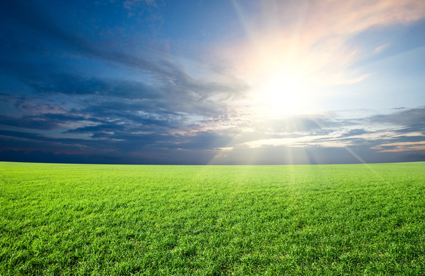 Sol al atardecer y campo de hierba fresca verde bajo el cielo azul
 - Foto, Imagen