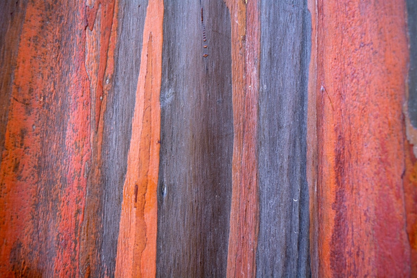 Colorful pattern of rainbow eucalyptus tree - Photo, Image