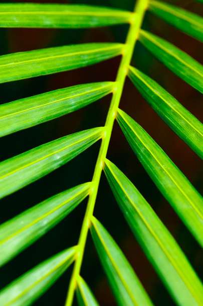 Palmový list zblízka - Fotografie, Obrázek