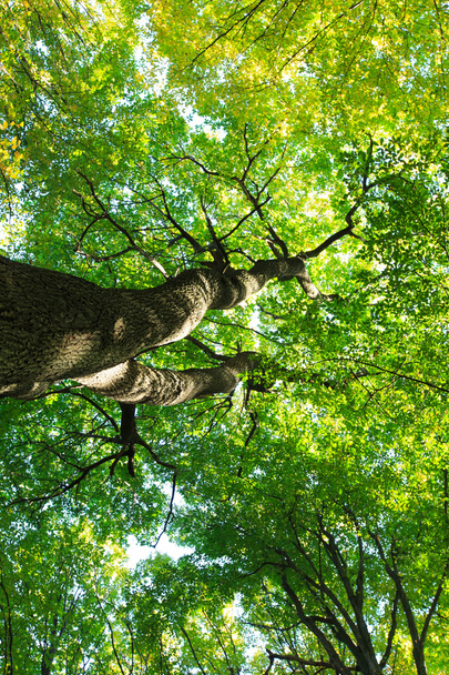Árboles forestales en madera
 - Foto, Imagen
