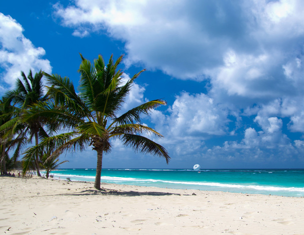 Карибский пляж и пальмы
 - Фото, изображение