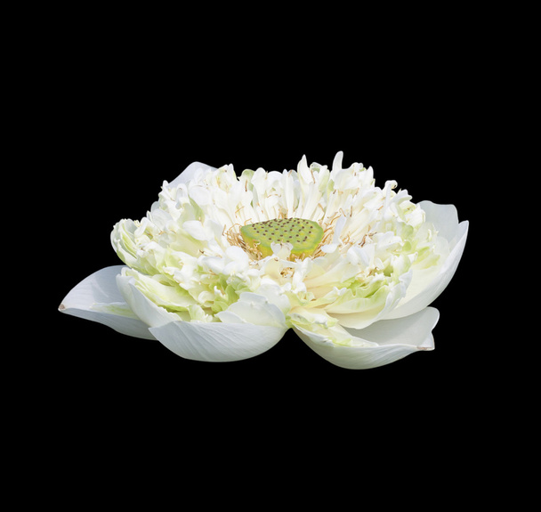квітки білого лотоса
 - Фото, зображення