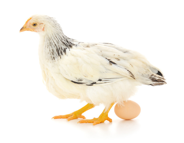 White hen with egg - Foto, Imagem
