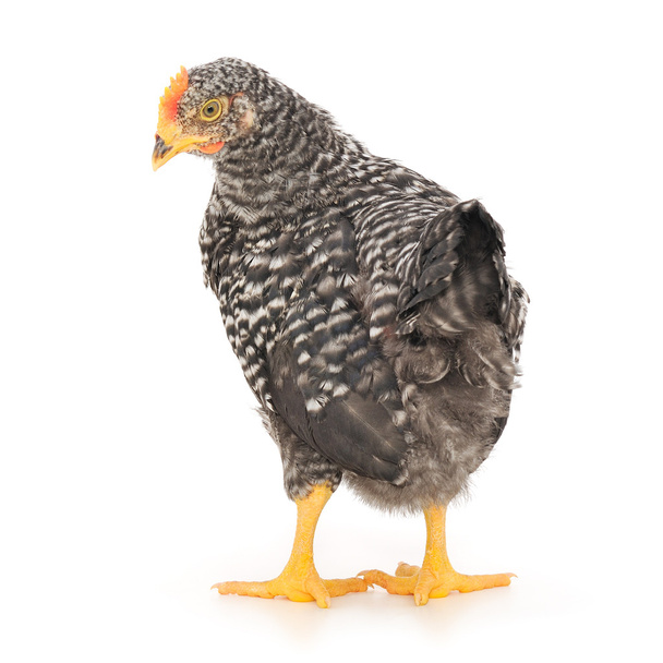 Grey hen - Φωτογραφία, εικόνα