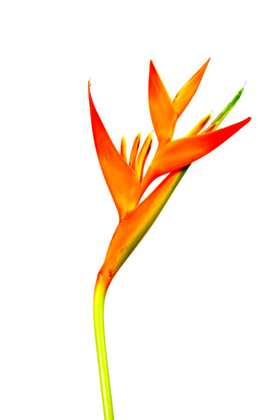 Heliconia : Golden Torch., Orange Torch. florescendo em backg branco
 - Foto, Imagem