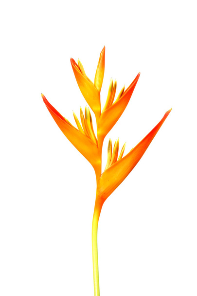 Heliconia: Zlatý pochodeň., oranžové pochodeň. kvetoucí na bílém pozadí - Fotografie, Obrázek