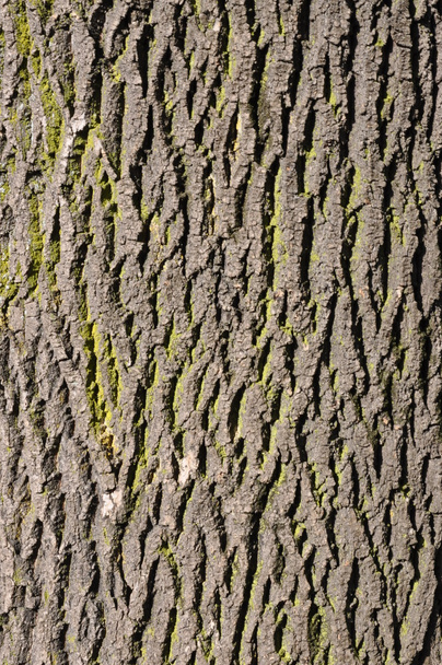 Tree trunk - Photo, Image