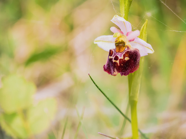 Bumblebee Orchid - Photo, Image