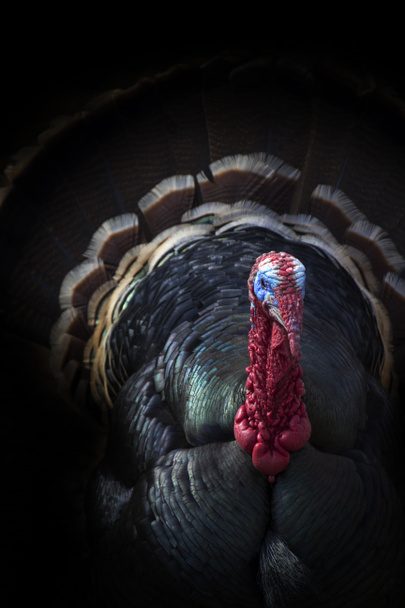 This Male Tom Turkey Peers From The Shadows In This Dark But Very Colorful Portrait - Fotó, kép
