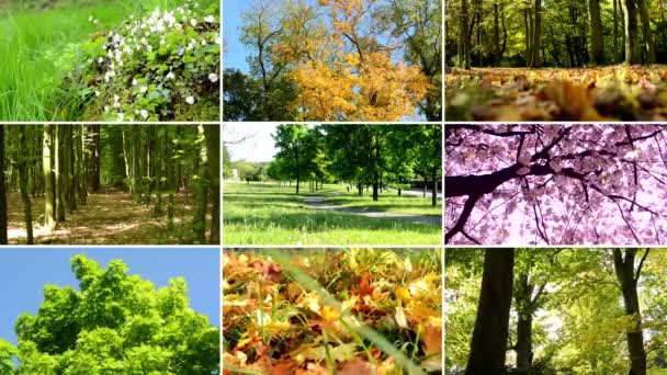 Kompilacja 4K (Montage)-kolorowa przyroda-Las i parki-jesienne liście-kwitnących drzew-drzew i kwiatów - Materiał filmowy, wideo