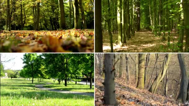 4k összeállítás (montázs)-természet-(erdei) fák-négy évszak - Felvétel, videó