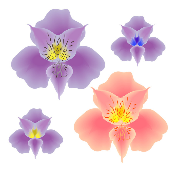 koleksiyon örgü çiçek orkide pembe ve mor - Vektör, Görsel