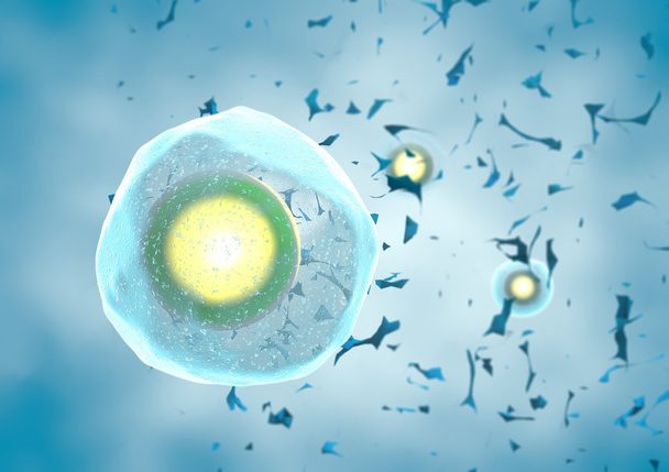 Singola cellula uovo umana
 - Foto, immagini