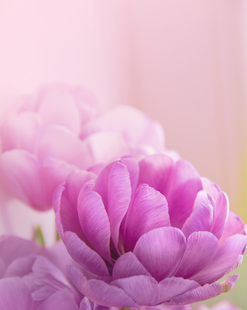 Blurred Flowers Background - Photo, Image
