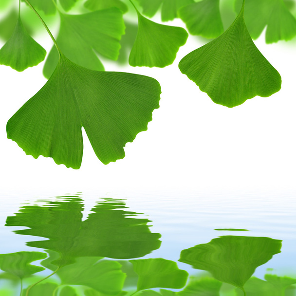 Листья гинкго билоба - Фото, изображение