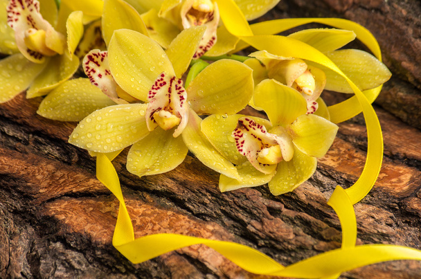 Rama de orquídea
 - Foto, Imagen