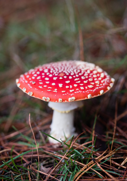 Красный единичный гриб
 - Фото, изображение
