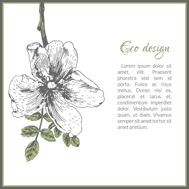 Eco card template design with dog-rose flower - Διάνυσμα, εικόνα