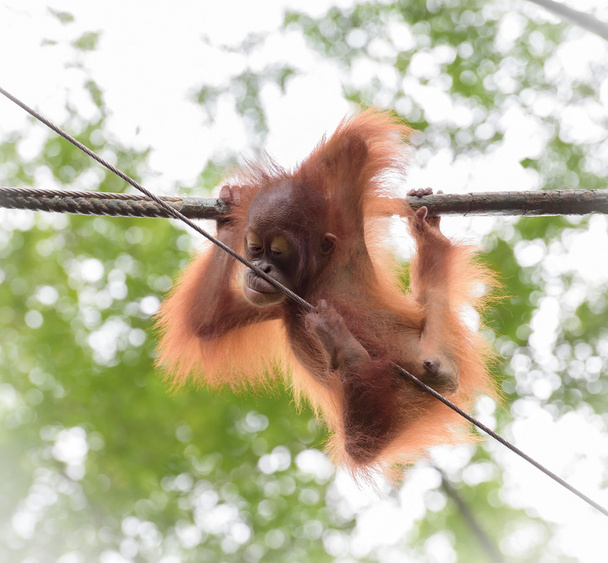 Bébé orangutang dans une pose drôle
 - Photo, image
