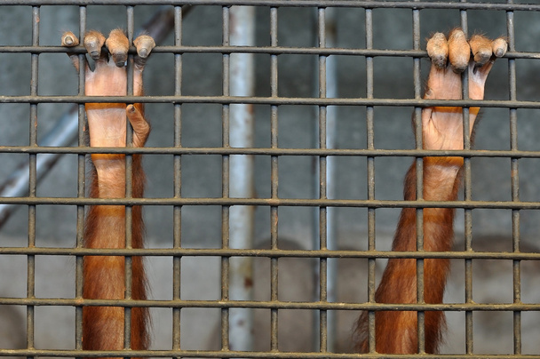 Small chimpanzee hand holding cage - Zdjęcie, obraz