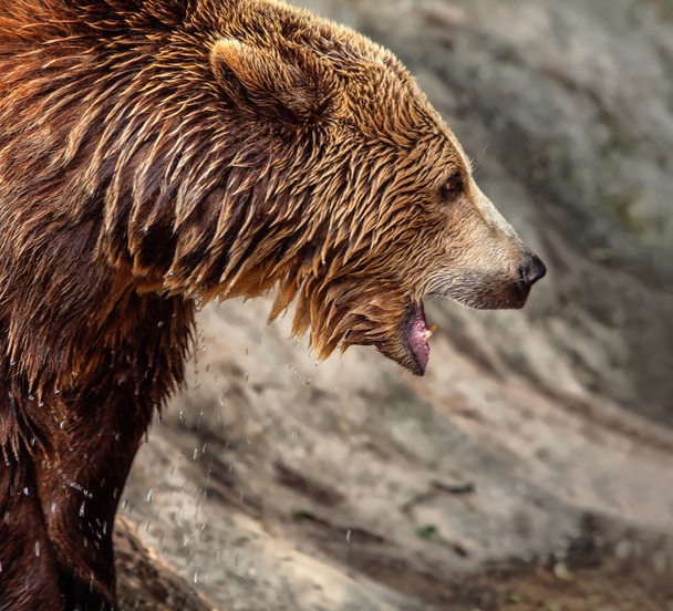 medve cub - Fotó, kép