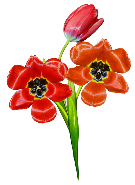 spring flowers tulips isolated on white background - Photo, image