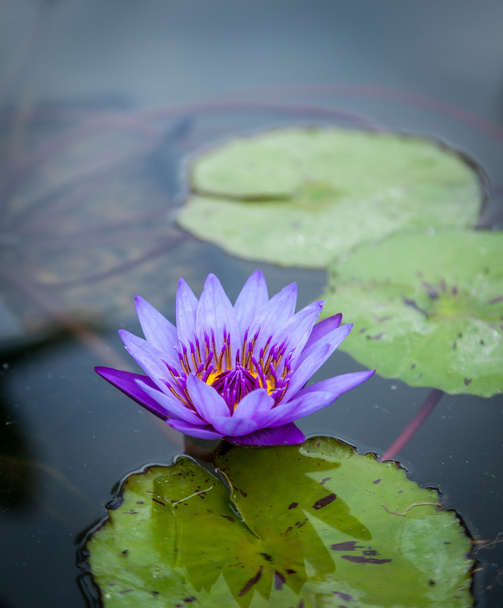 Menekşe lotus - Fotoğraf, Görsel