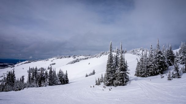 サンピークス スキー斜面の木が雪の冬景色に覆われています。 - 写真・画像