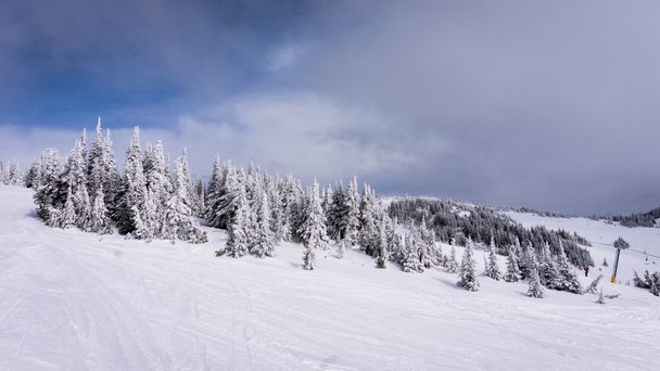 Зимняя сцена покрытых снегом деревьев на лыжных склонах солнечных пиков
 - Фото, изображение