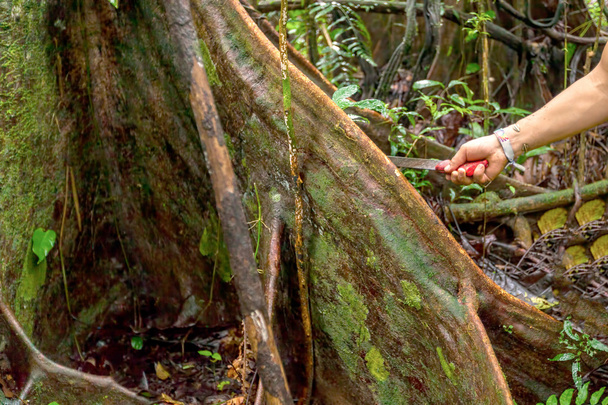 Vernietigen van amazonia regenwoud, Ecuador, Zuid-Amerika - Foto, afbeelding