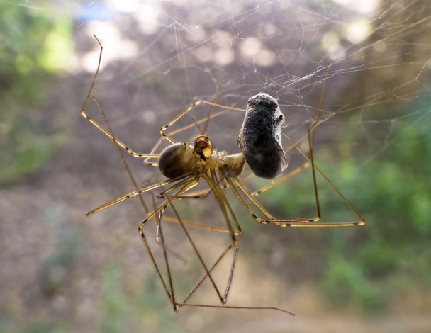 Pavouk má překrýt vše zabalili - Fotografie, Obrázek