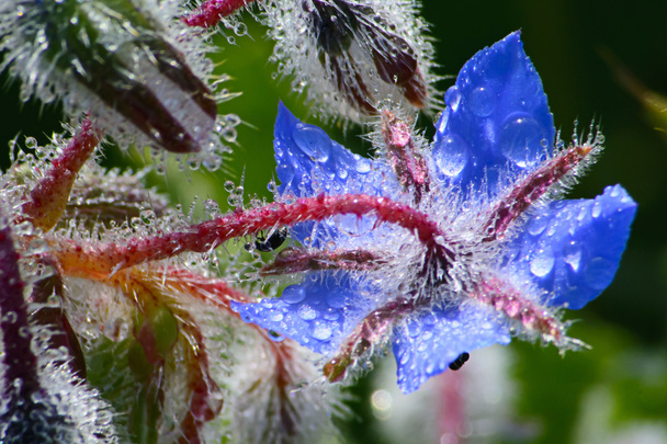 Borago лікарський квіти
 - Фото, зображення