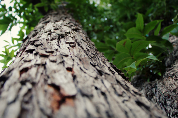 Close up of a tree with a narrow depth of field at cold weather - Photo, image