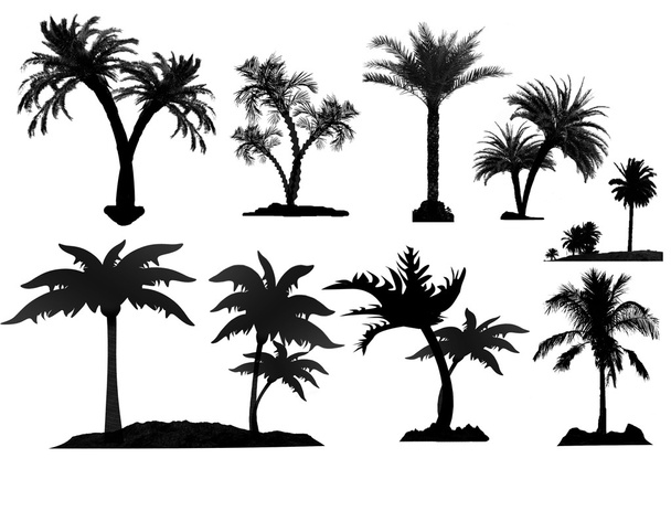 Silhouette di palma - Vettoriali, immagini