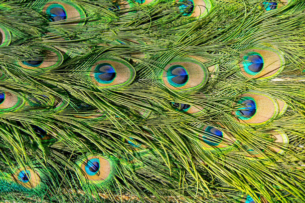 Feathers of a peacock - Foto, Imagen